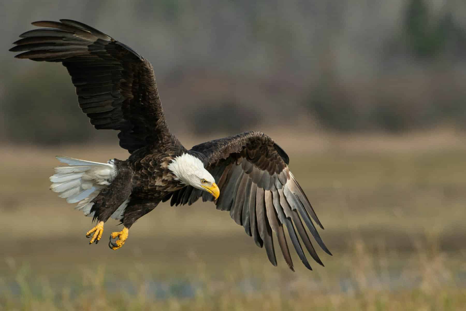 A bald eagle in mid-flight over a grassy field. The eagle’s wings are fully extended upwards and outwards, showcasing the impressive wingspan and the detailed feather pattern. The bird’s head is white with a sharp yellow beak, contrasting with its dark brown body and wings. The eagle is focused intently on something below, suggesting it might be hunting. The background is softly blurred, highlighting the eagle’s sharp features against the muted colors of the natural setting.